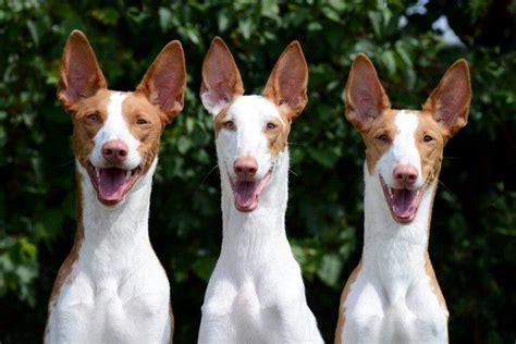 Venta de cachorros de Podenco Ibicenco. Guía de criadores de。